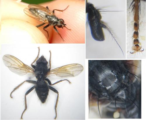 Cordilura aemula